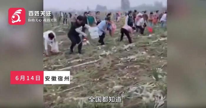 相关视频报道截图