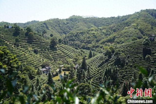 图为航拍苍梧县六堡茶茶园。 廖伟 摄