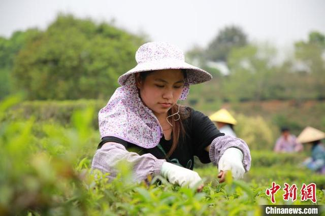 图为茶农采摘六堡茶。廖伟 摄