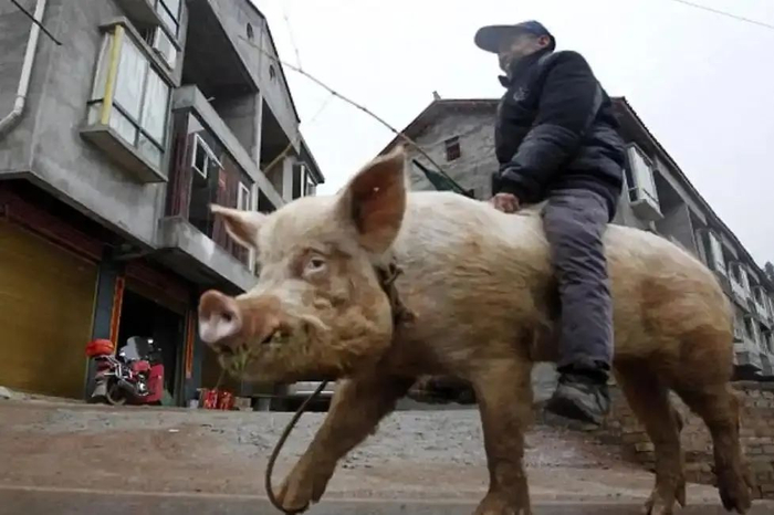 巴西9岁男孩驯服一头母猪,骑着猪上学:他喜欢训练各种动物骑行