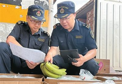 6月13日，天津新港海关关员在对一批进口自东南亚的香蕉进行查验。马鸿志摄
