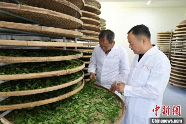 2025年，浙江丽水庆元，九号茶厂工作人员检验茶叶品质。 吴佳颖 供图