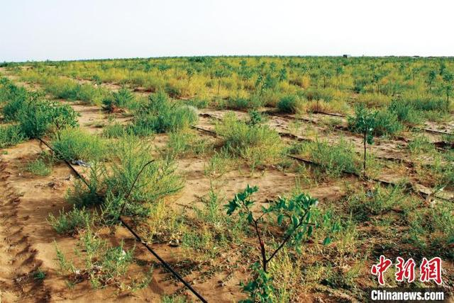 图为乌兰布和沙漠绿意盎然。 季敏 摄