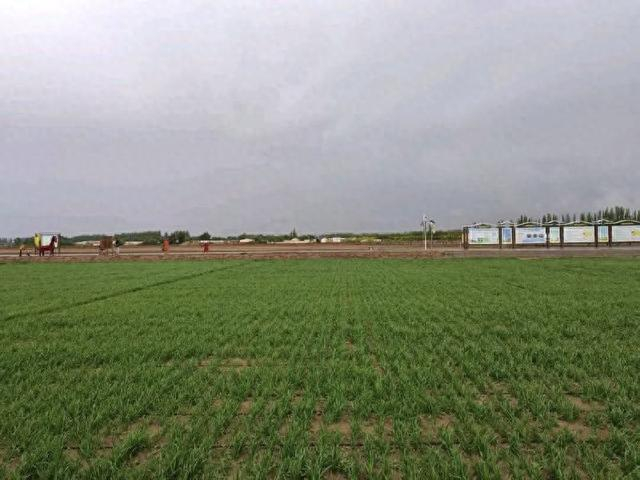 “看禾选种”玉米密植展示平台。（资料图）