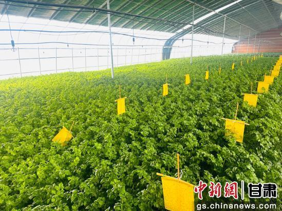 图为白银蒙古族乡东牛毛村温室大棚里种植的蔬菜。 魏建军 摄