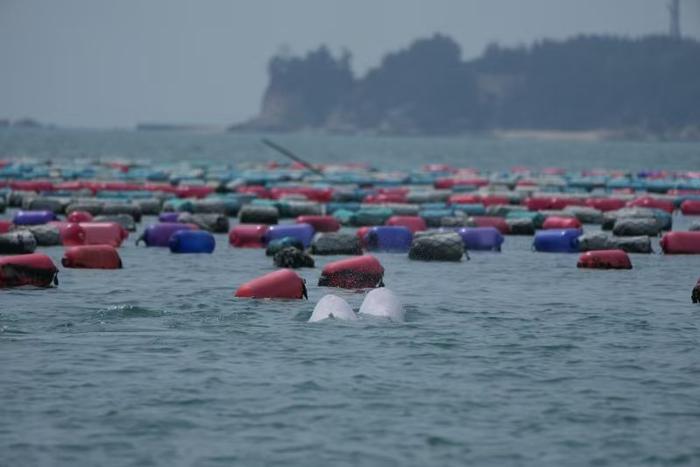 围头湾海域出没的中华白海豚,附近是高密度的生蚝养殖区。 受访者供图