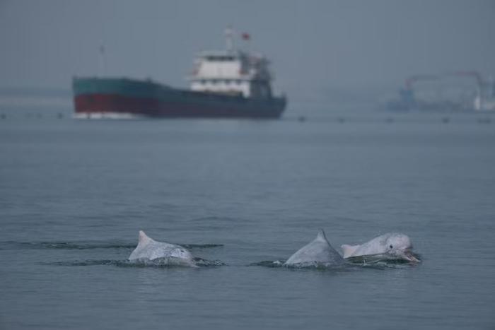 围头湾海域出没的中华白海豚。 受访者供图