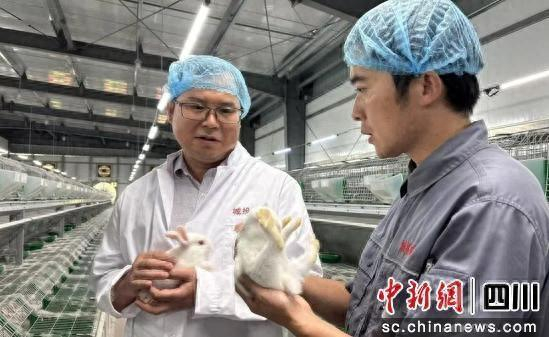 检查种兔健康状况。贡井融媒 供图