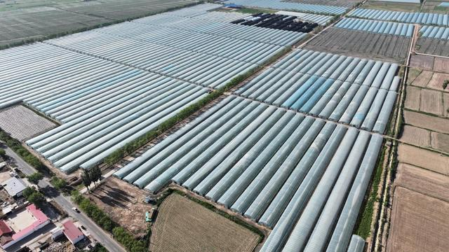 先锋镇地表产业园。 王泽浩 摄