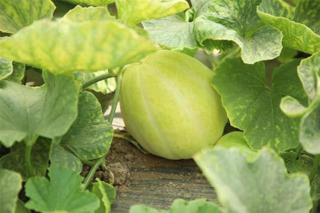 成熟圆润的“白梨脆”香瓜。 谢佳卉 摄
