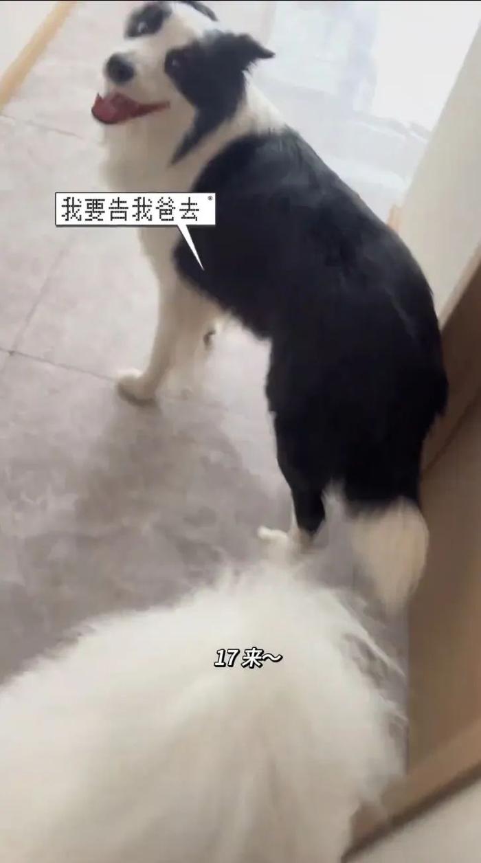 主人给狗子喂不喜欢的菜，狗子前一秒乖乖入口，下一秒直接tui垃圾桶...狗子：意思意思得了，你懂我的意思吗...