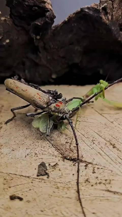 螳螂拳施展不开，地方太小了 昆虫大战 &amp;quot;知识科普 &amp;quot;螳螂vs天牛