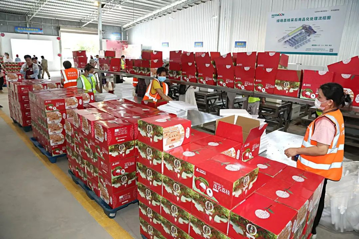 荔枝冷链包装运输。