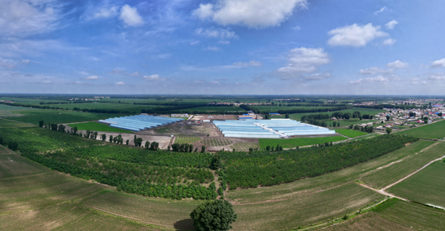 6月23日，古榆农业生态园全景。胡立忠 摄