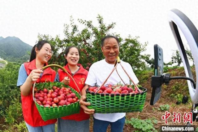 图为江西省赣州市宁都县青塘镇党员志愿者帮助种植户直播销售李子。钟院兰 摄
