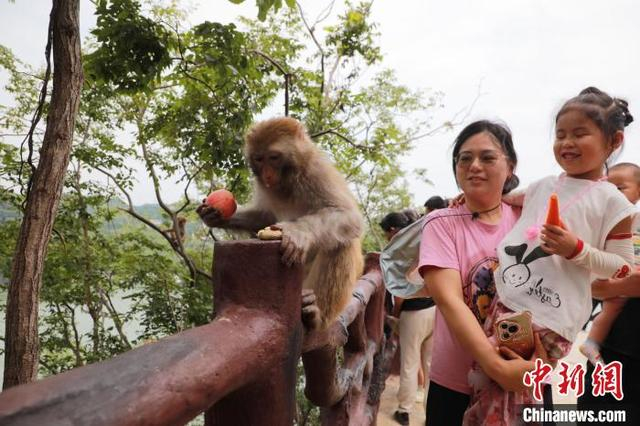 图为宜昌牛扎坪村成观猴打卡地。王光华 摄