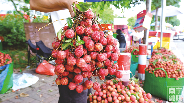 刚上市的荔枝新鲜饱满。记者卢丽婷 摄