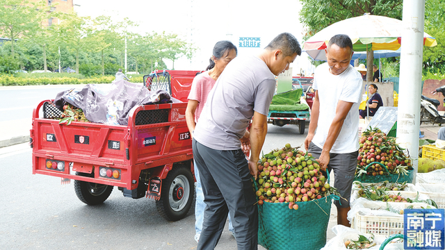 采购商选购新鲜荔枝。记者 卢丽婷 摄