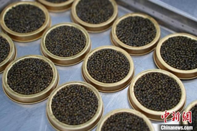 图为江西省上饶市广信区上泸镇的鲟鱼养殖基地生产的鱼子酱。吴思瑜 摄
