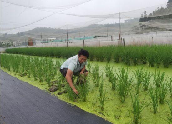 图为黄高亮正在稻蛙田里拔杂草 王道玖摄