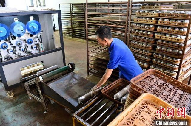 6月26日，在古田县一家食用菌生产企业的无公害银耳基地内，工人在菌棒生产线上作业。中新社记者 张斌 摄