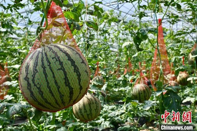 图为位于江西省南昌市南昌县武阳镇的大家族现代种业科技产业园内种植的小吊西瓜。卢梦梦 摄 