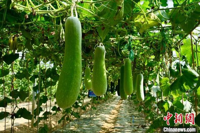 图为位于江西省南昌市南昌县武阳镇的大家族现代种业科技产业园内种植的冬瓜。卢梦梦 摄 