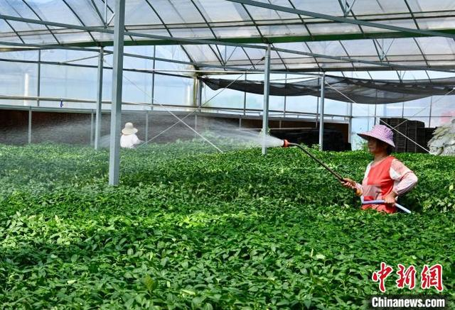 图为位于江西省南昌市南昌县武阳镇大家族现代种业科技产业园的辣椒恒温育种玻璃温室内，农户正在进行浇水作业。卢梦梦 摄 