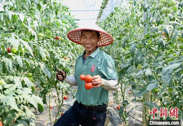 图为位于江西省南昌市南昌县武阳镇的大家族现代种业科技产业园内，农户在采收成熟的西红柿。卢梦梦 摄 