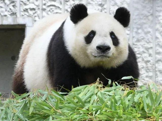 在神户市立王子动物园的大熊猫“旦旦” 日媒2020年6月1日摄