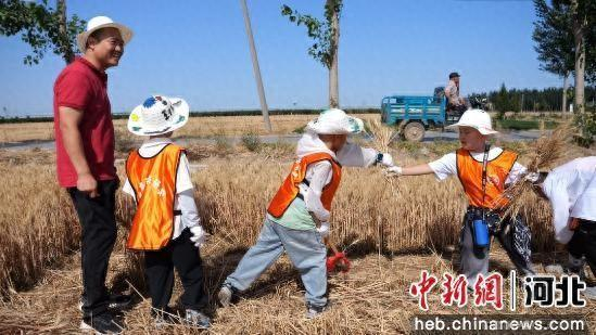 孩子们团结协作收割小麦。 寿川北 摄