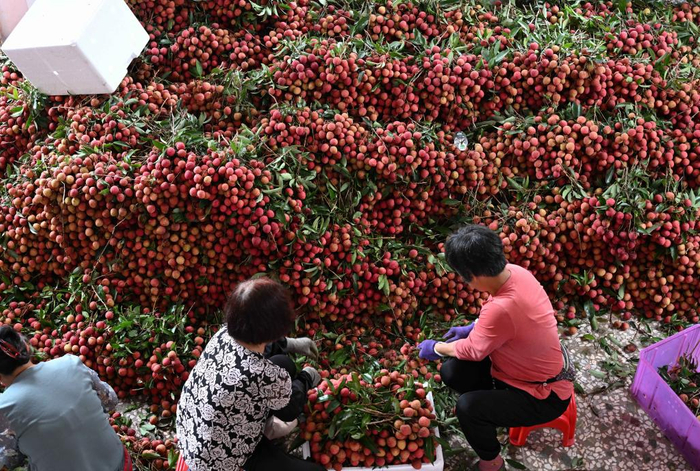 6月5日，在广东茂名高州市分界镇，果农分拣荔枝鲜果。新华社记者 邓华 摄
