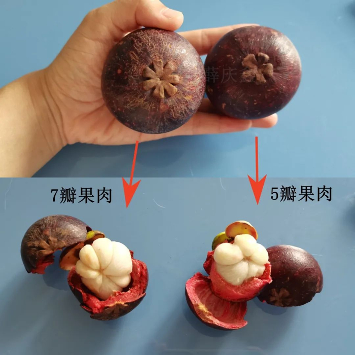 图：自己拍的
