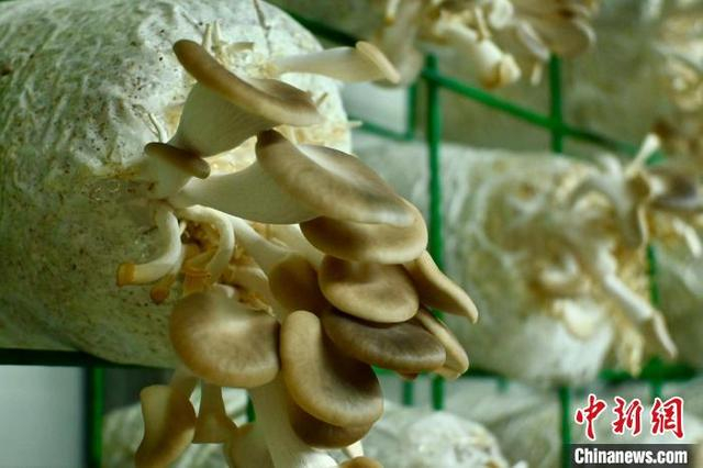 图为江西省南昌市红谷滩区流湖镇菌菇产业基地内生长的秀珍菇。作为当地特色产业项目，目前，该基地每天可出菇近两吨。卢梦梦 摄