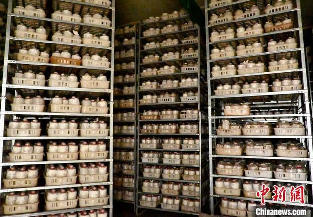 图为在江西省南昌市红谷滩区流湖镇菌菇产业基地，养菌房内正在培育的菌包。 卢梦梦 摄