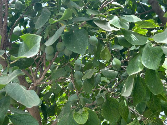 阿卜杜拉·图尔荪家新梅树上结的新梅果。中青报·中青网记者 贾骥业/摄