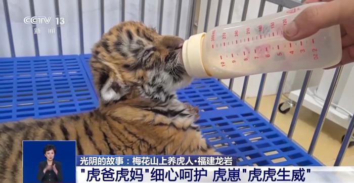 飞针给药、中药调理 揭秘华南虎“虎爸虎妈”的硬核温柔