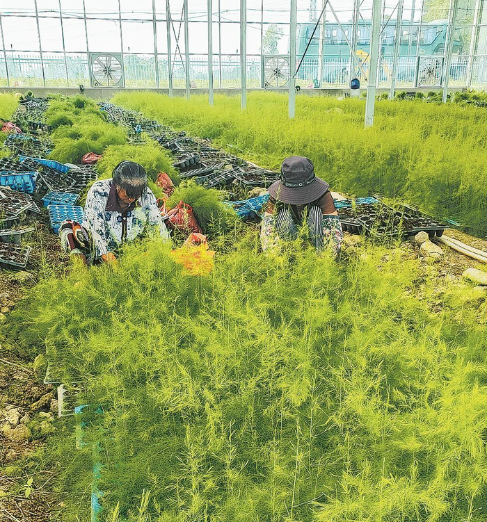     工人正在采摘芦笋苗。