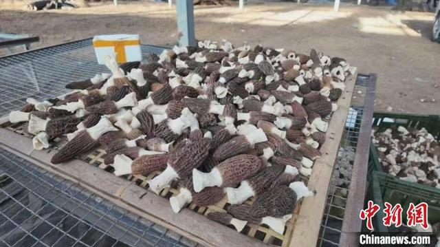 羊肚菌产业开出乡村“致富花”。师小淦 摄