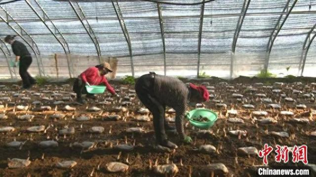 工人们正忙着采摘。师小淦 摄