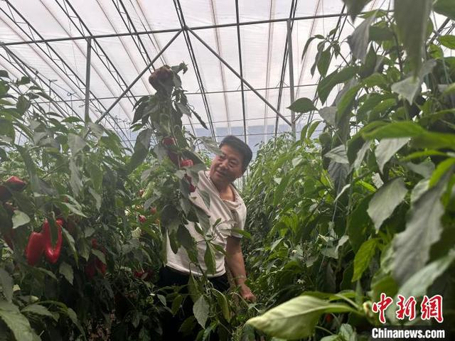 对于种惯玉米的村民来说，种大棚蔬菜是个细致活儿。 李庭耀 摄