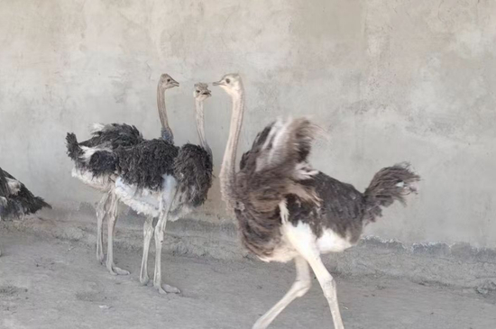 饲养基地养殖的鸵鸟。刘丽姗 摄