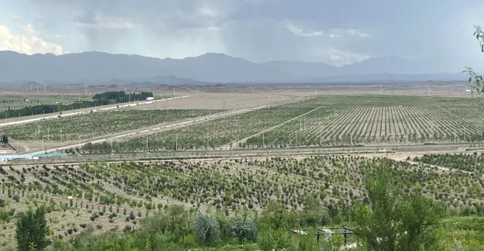 △博乐万亩海棠林改善戈壁生态