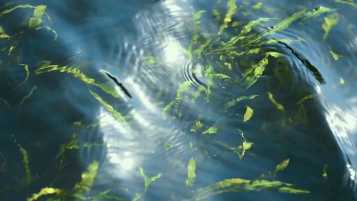 ↑ 兴隆湖水草。资料图