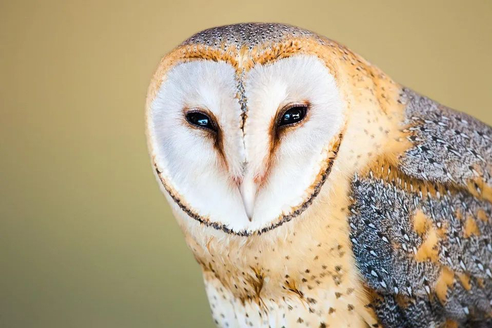 （图片来源：pixabay）