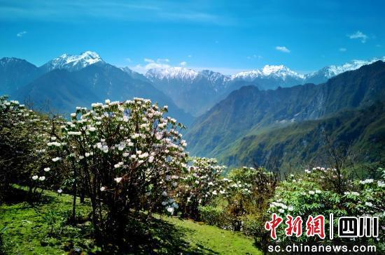雪山下的高山杜鹃花海。胡宇 摄