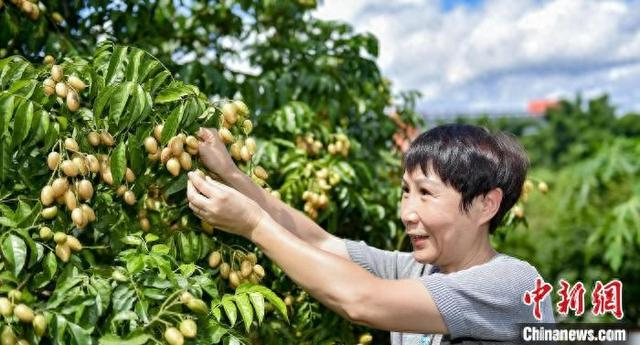 7月2日，广州从化区黄场村，游客采摘黄皮。 从化区融媒体中心 供图