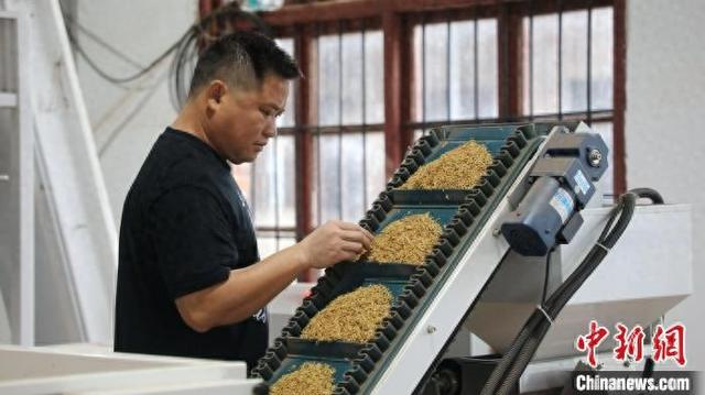 工作人员检查种子质量。邓卓 摄