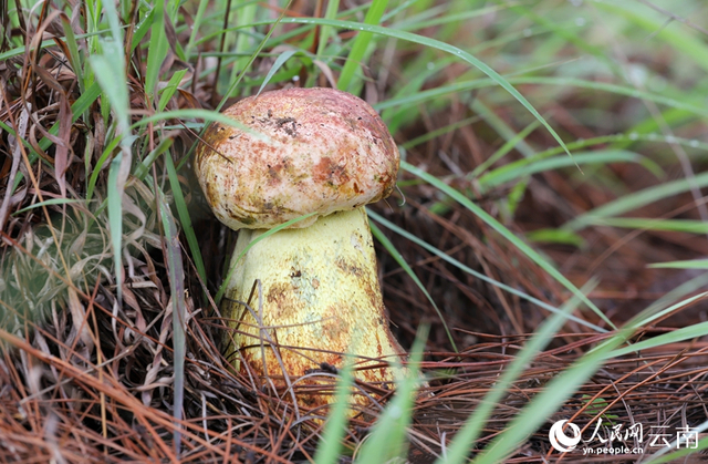 南华县山林间破土而出的野生菌。人民网记者 虎遵会摄