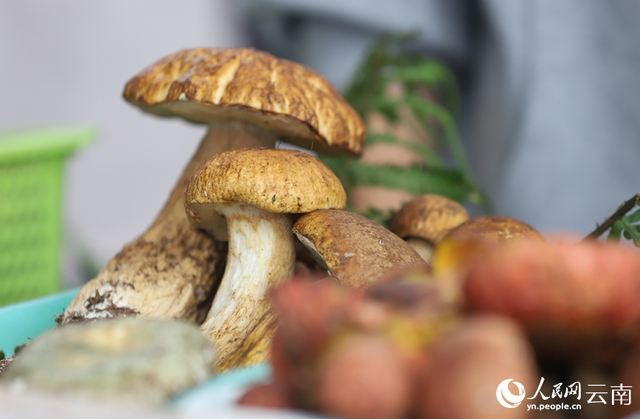 南华县野生菌交易市场售卖的野生菌。人民网记者 虎遵会摄